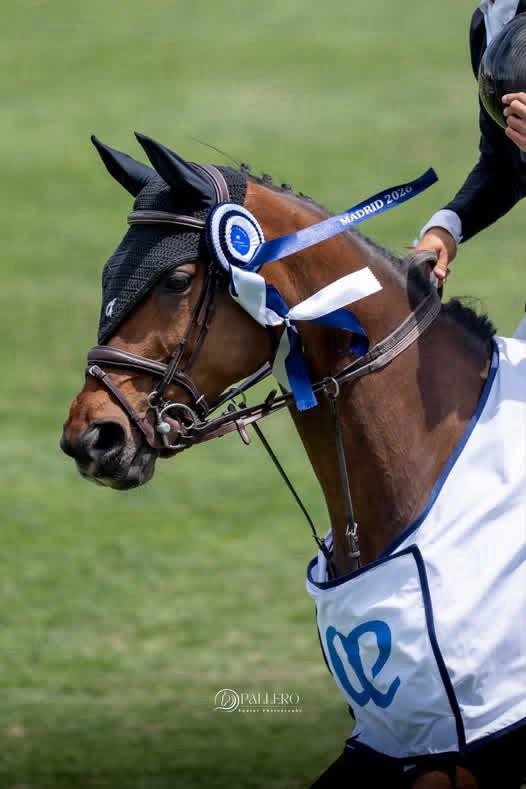 horse